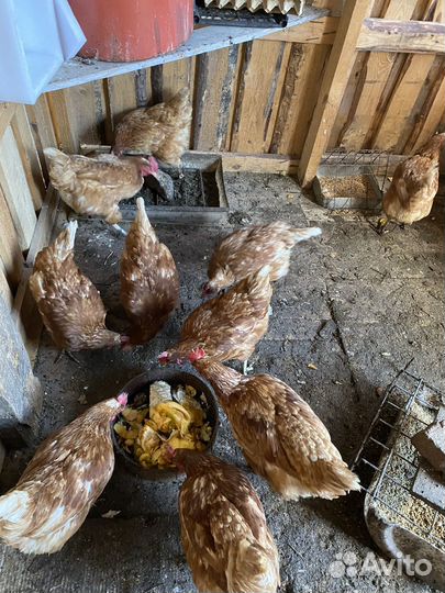 Куры несушки