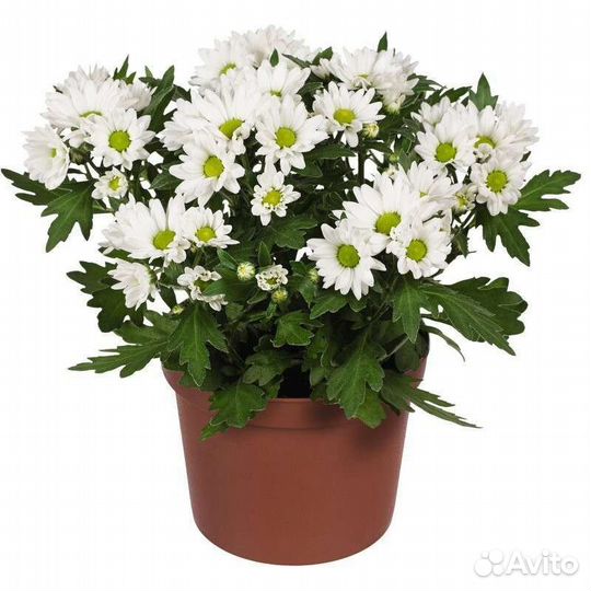 Хризантема