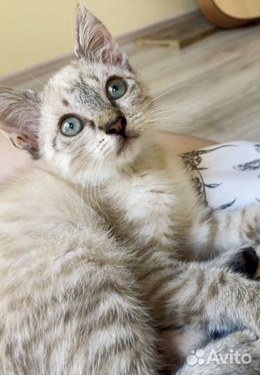 Котенок в добрые руки