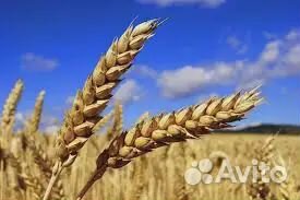 Продам ячмень новый урожай