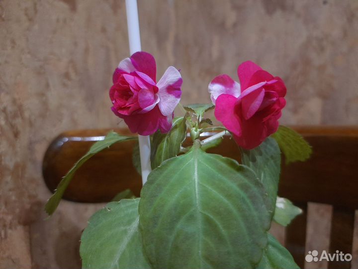 Бальзамин махровый