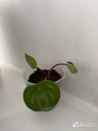 Пеперомия Россо,Лилиан,Серебр,Арбузная,Рэд Лог