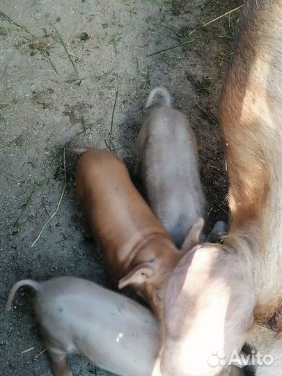 Поросята породы дюрок