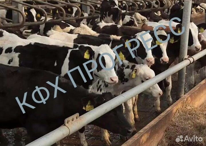 Бычки выпоенные для откорма телята