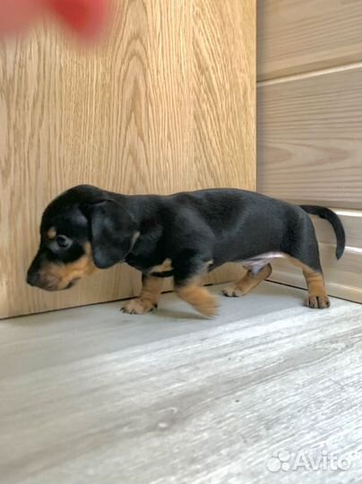 Карликовая такса щенок