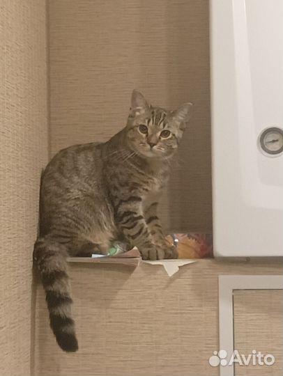 Кот в добрые руки