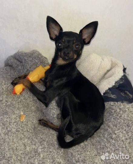 Мини той-терьер Вязка