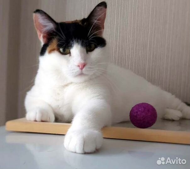 Пухляшка Ириска,3 года, ждет своего хозяина