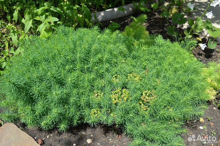 Многолетние растения