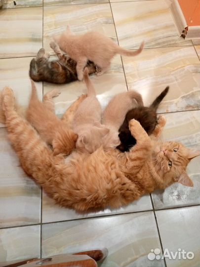 Котята мейн-кун помесь