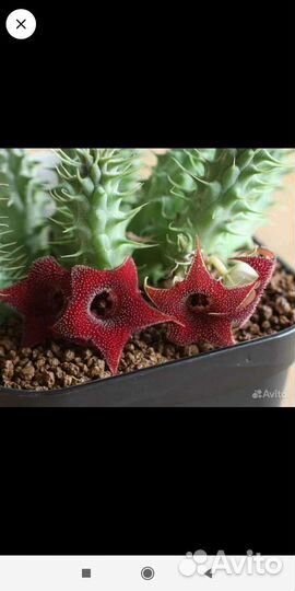 Алоэ-вера 1год,Рео,Гуэрния