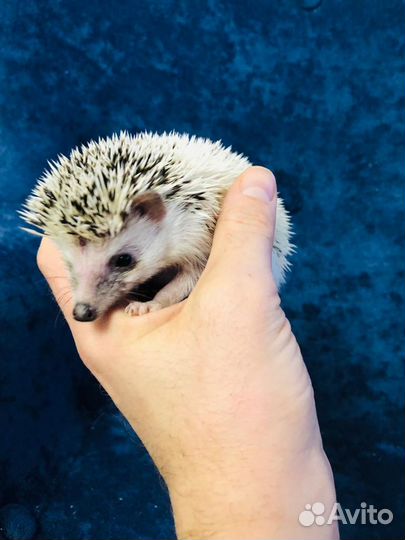 Ёжики африканские