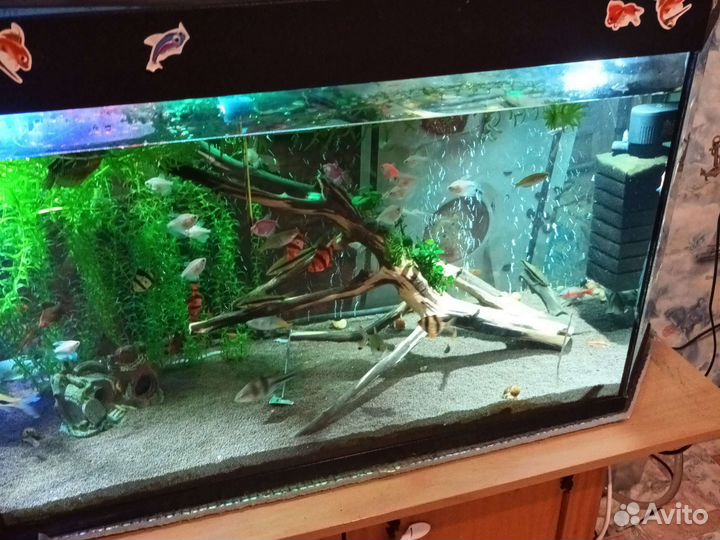 Аквариум