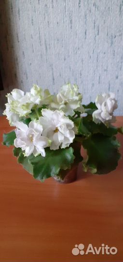 Фиалки детки