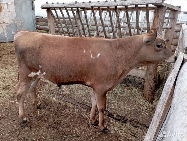 Корова дойная и бычок