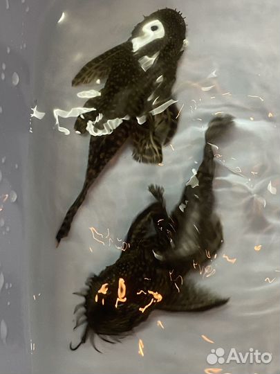 Крупные сомики анциструсы