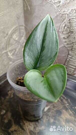 Эпипремнум, сциндапсус