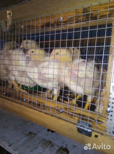 Бройлеры кобб 500