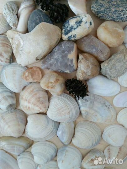 Ракушки, морские камни, шишки коллекция