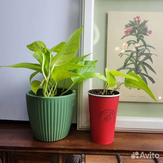 Эпипремнум Неон - яркая неприхотливая лиана