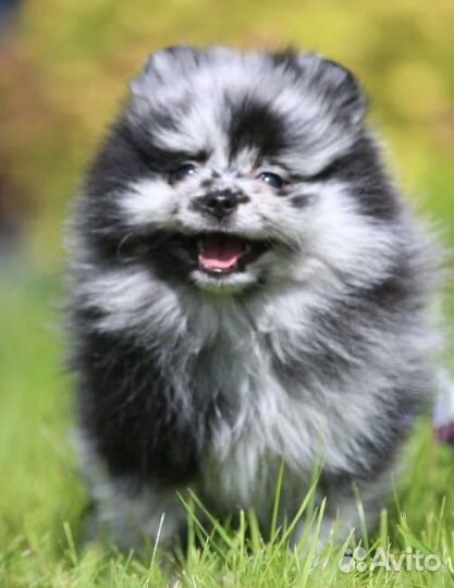 Померанский шпиц