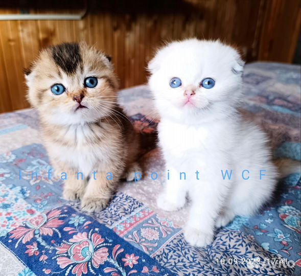 Шотландские породистые котята