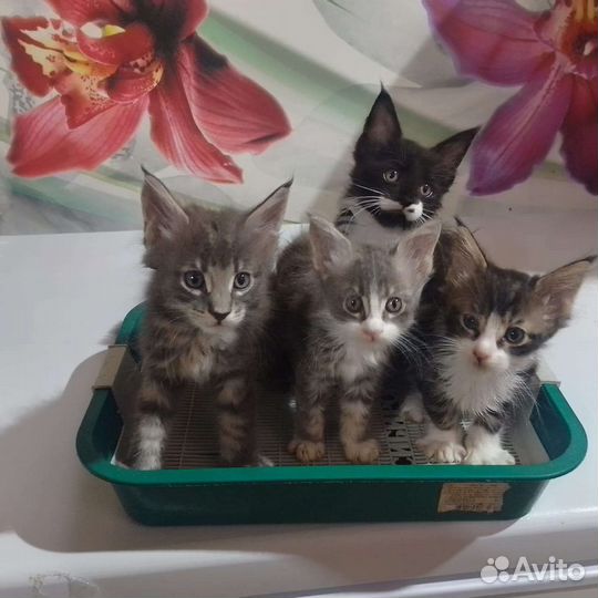 Котята Мейн кун