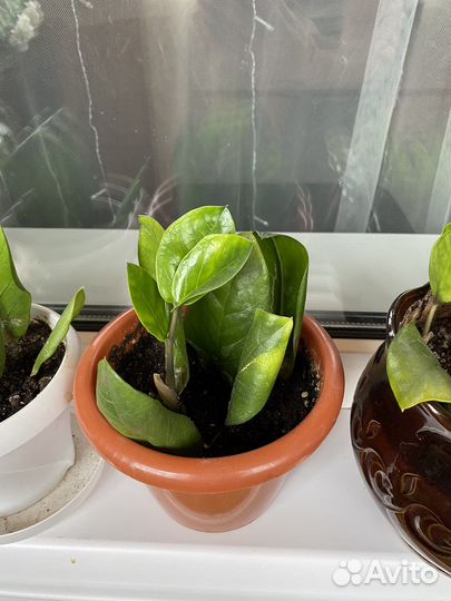 Замиокулькас