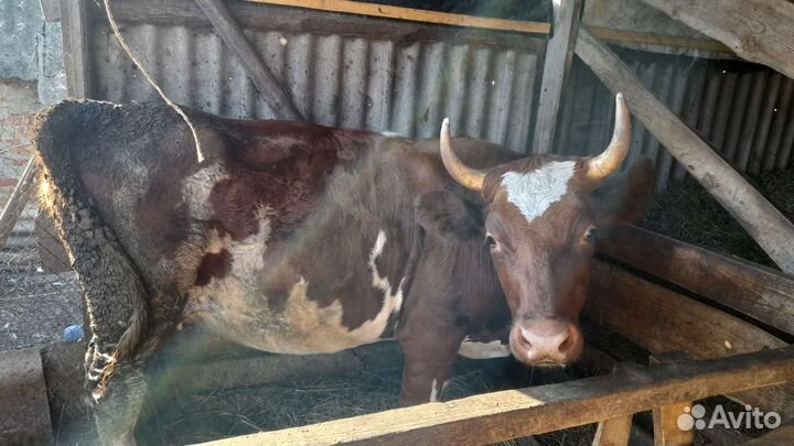 Продам телку