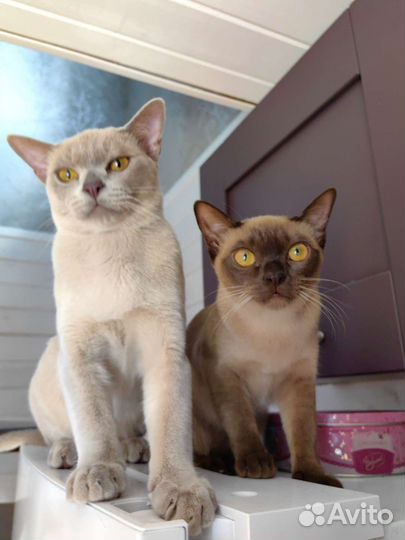 Вязка бурманский кот