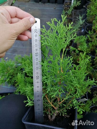 Саженцы туи Смарагд