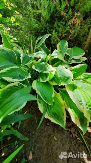 Садовые цветы и растения