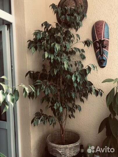 Фикус бенджамина большой