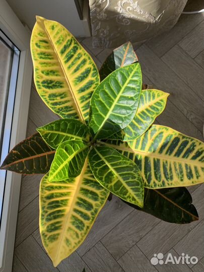 Комнатные цветы