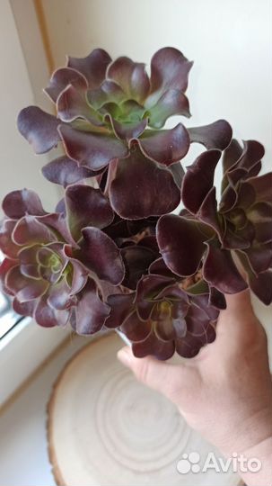 Эониум Велюр