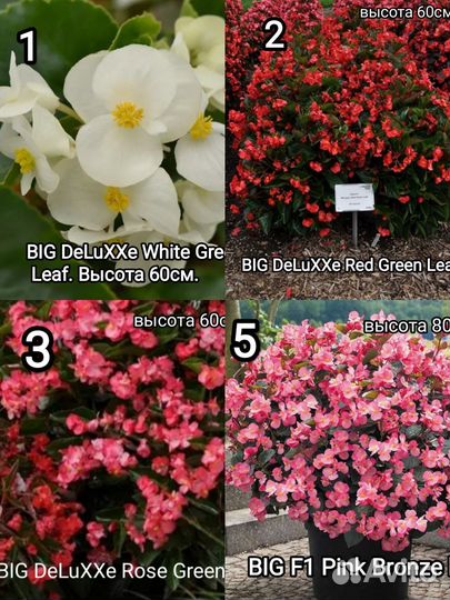 Бегония вечноцветущая