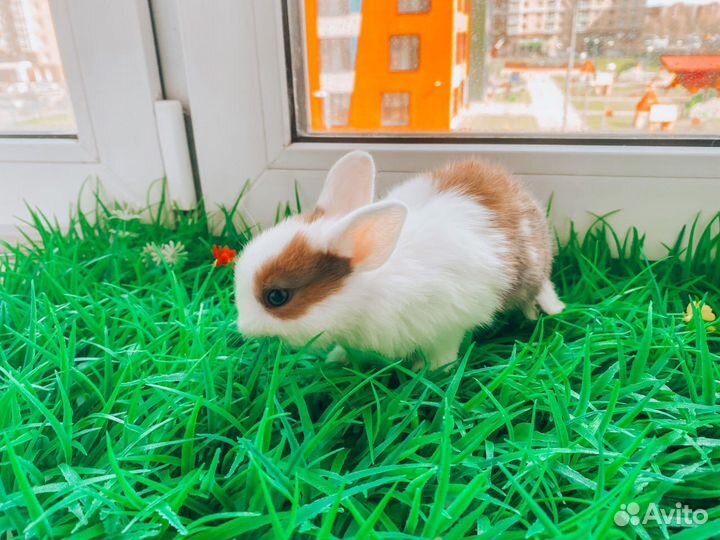 Карликовый кролик - рыжий и другие цвета