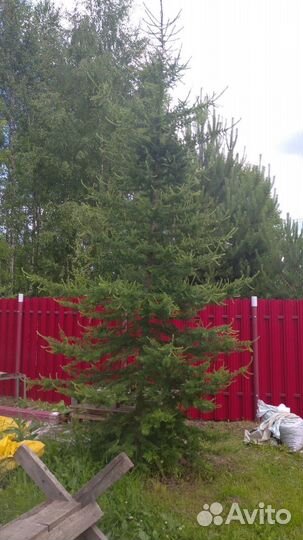 Лиственница