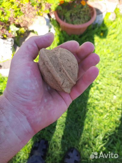 Окаменелость 