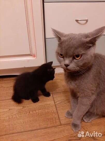 Котенок от британки