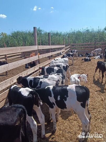 Бычки телята