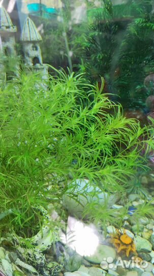 Растения для аквариума