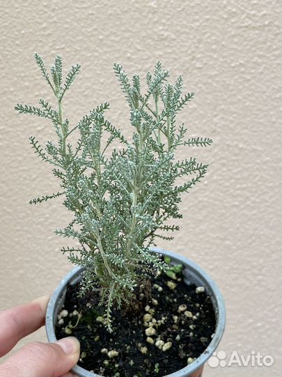 Сантолина серебристая