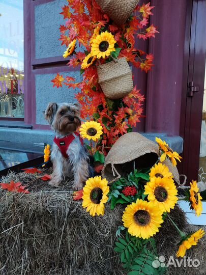 Йоркширский терьер вязка мальчик