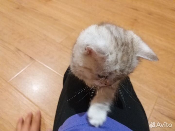 Котёнок, девочка. Британец