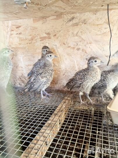 Фазанята, охотничьего фазана