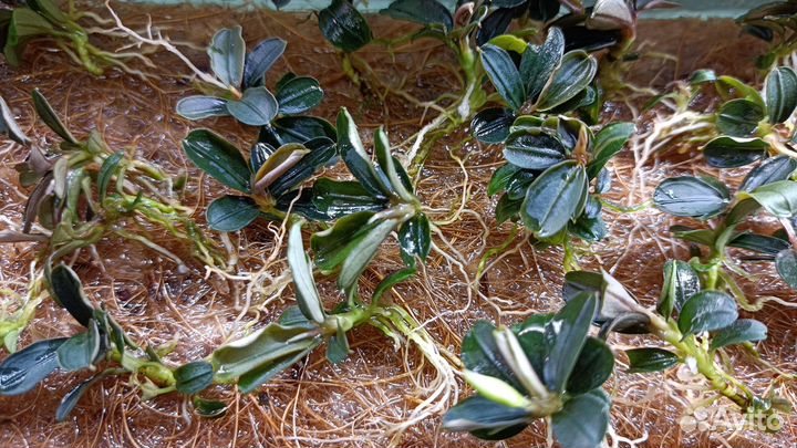 Буцефаландра Kedagang mini round