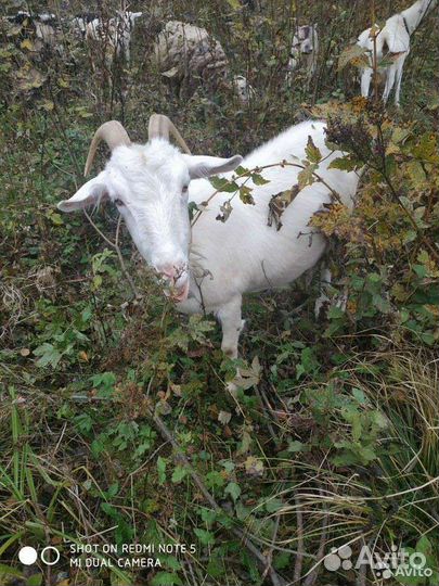 Дойные козы