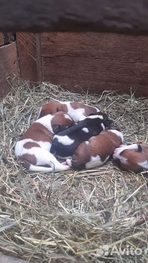 Фокстерьер