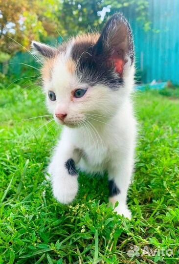 Котята в добрые руки бесплатно